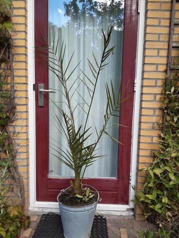 Palmboom    Dadelpalm beschikbaar voor biedingen