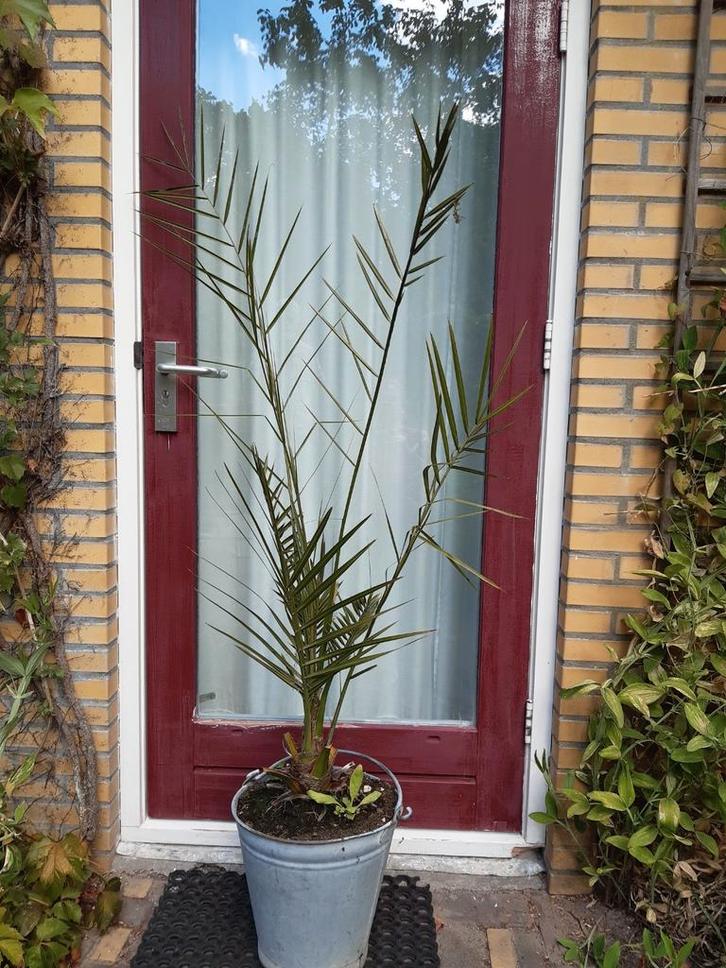 Palmboom    Dadelpalm, Tuin en Terras, Planten | Bomen, Palmboom, 100 tot 250 cm, Volle zon, Ophalen
