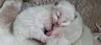 Ragdoll kittens stamboom - erkende cattery/geteste ouders, Dieren en Toebehoren, Katten en Kittens | Raskatten | Langhaar, Meerdere dieren