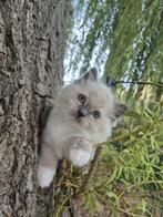 Voor 5 * 🏕 prachtige raszuivere ragdollkittens A 500 euro., Meerdere dieren, Gechipt