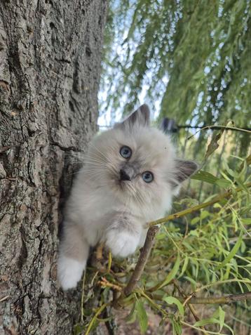 Voor 5 * 🏕 prachtige raszuivere ragdollkittens.  beschikbaar voor biedingen