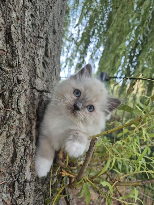 Voor 5 * 🏕 prachtige raszuivere ragdollkittens A 500 euro., Dieren en Toebehoren, Katten en Kittens | Raskatten | Korthaar, Meerdere dieren