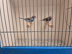 Koppel Roodwang Blauwfazantjes, Meerdere dieren, Tropenvogel