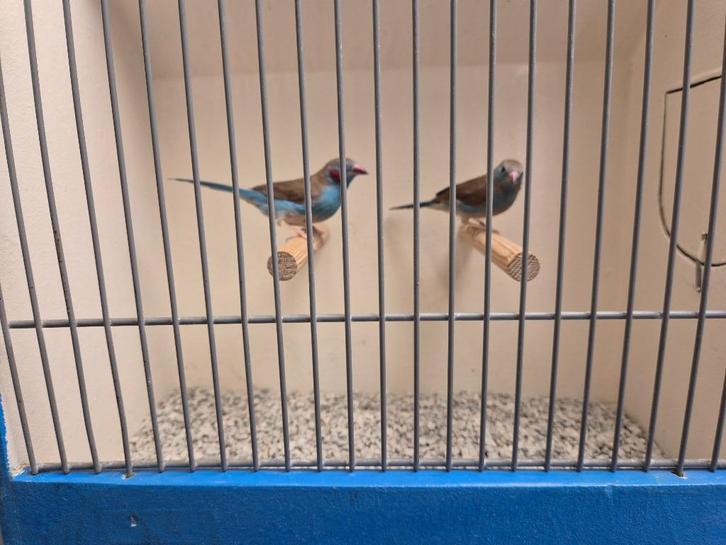 Koppel Roodwang Blauwfazantjes, Dieren en Toebehoren, Vogels | Overige Vogels, Tropenvogel, Meerdere dieren