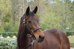 Goed huis gezocht voor voormalig sportmerrie 20 jr, Dieren en Toebehoren, Paarden, Merrie, Z, 160 tot 165 cm, 11 jaar of ouder