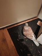 mooie jonge post/stadsduif, Dieren en Toebehoren, Geslacht onbekend, Overige soorten