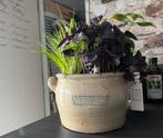 ANTIEKE ANJOVIS POT, Ophalen of Verzenden