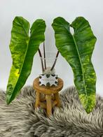 Philodendron Florida Beauty X Billietiae Variegata Kopstek, Huis en Inrichting, Kamerplanten, Ophalen of Verzenden, Halfschaduw