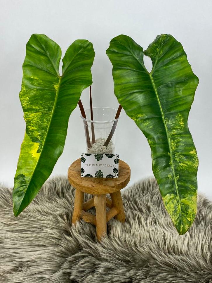 Philodendron Florida Beauty X Billietiae Variegata Kopstek, Huis en Inrichting, Kamerplanten, Minder dan 100 cm, Halfschaduw, Ophalen of Verzenden