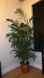 XXL kamerplant bergpalm, dwergpalm 190 cm, Groene kamerplant, Ophalen, Palm, 150 tot 200 cm