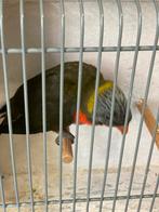0-1 greygreen lori van de blauwe bergen, Dieren en Toebehoren, Vogels | Parkieten en Papegaaien, Mannelijk, Papegaai, Geringd