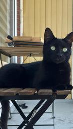 Twee katten coco en chanel, Dieren en Toebehoren, Katten en Kittens | Overige Katten, Poes