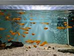 Gouden molly, poecilia sphenops gold