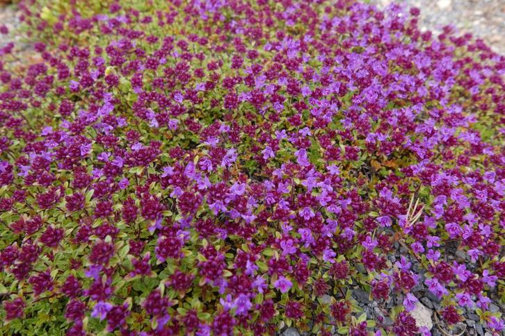 Thymus - tijm goedkope tuinplanten, Tuin en Terras, Planten | Tuinplanten, Vaste plant, Overige soorten, Volle zon, Ophalen of Verzenden