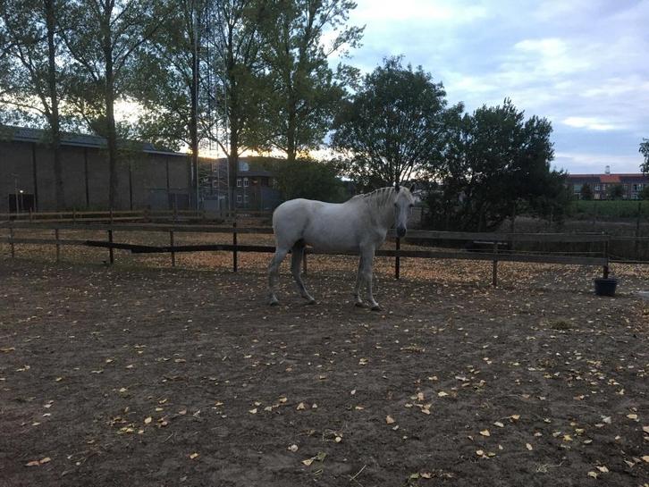 Gezocht vrijwillige tuinman, Hobby en Vrije tijd, Overige Hobby en Vrije tijd, Ophalen