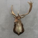 Hertenkop, hert, damhert met gewei - Taxidermie, Verzamelen, Dierenverzamelingen, Ophalen, Zo goed als nieuw, Hert, Gewei of Kop