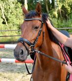 Knappe New Forest merrie, Dieren en Toebehoren, Pony's, Merrie, Gechipt, Dressuurpony, L