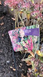 Sedum, Ophalen of Verzenden, Bodembedekkers, Volle zon