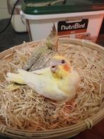 Handtamme valkparkieten 2025 Limburg België, Parkiet, Geringd