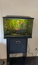 Aquarium 60L incl. vissen en toebehoren, Dieren en Toebehoren, Vissen | Aquaria en Toebehoren, Ophalen, Gebruikt, Gevuld zoetwateraquarium