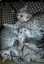 Katjes gereserveerd, Meerdere dieren, Ontwormd