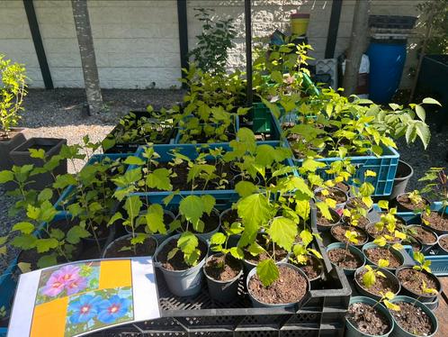 Div Tuinplanten uitzoeken, verzenden mogelijk/ bijna gratis, Tuin en Terras, Planten | Tuinplanten, Overige soorten, Volle zon