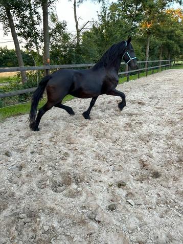 Fries paard merrie 15 jaar beschikbaar voor biedingen