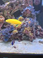 Lipvis, Dieren en Toebehoren, Vissen | Aquariumvissen, Vis