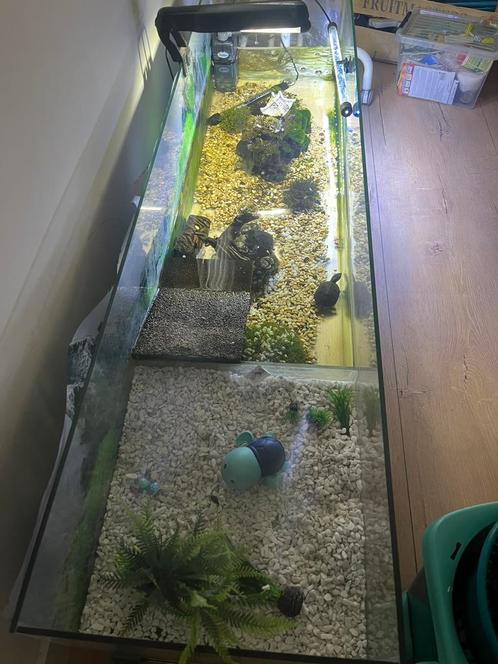 Schildpadden 3 stuks schildpad incl alle toebehoren aquarium, Dieren en Toebehoren, Reptielen en Amfibieën, Schildpad