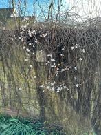 Prunus Nigra, kerspruim rode bladeren, witte bloesem, Tuin en Terras, Ophalen