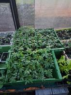 tomaten planten, Ophalen, Volle zon, Groenteplanten, Eenjarig