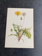 10 prenten planten/kruiden 16,5x24 samen 20 euro oa heide, Antiek en Kunst, Ophalen of Verzenden