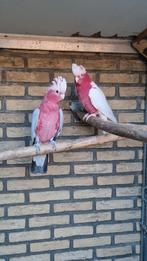 Rosé kaketoes, Meerdere dieren, Papegaai