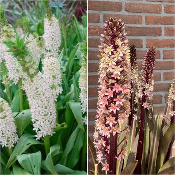 Eucomis pole-evansii wit/Eucomis Sparkling Burgundi rose beschikbaar voor biedingen