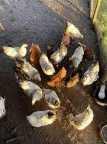 Krielkippen te koop. beschikbaar voor biedingen