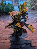 4x Kunstplant Croton, 60cm, Nieuwstaat, Bloeit niet, Overige soorten, Minder dan 100 cm, Volledige schaduw