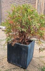 Bloempot + plant, Ophalen, Steen, Gebruikt, Minder dan 60 cm