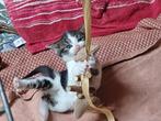 Prachtige kittens, Dieren en Toebehoren, Katten en Kittens | Overige Katten, Meerdere dieren, Kortharig, 0 tot 2 jaar