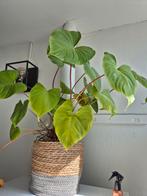 2 grote planten, Ophalen, Overige soorten, Minder dan 100 cm