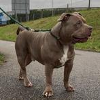 DEKREU LILAC AMERICAN BULLY XL, Dieren en Toebehoren, Honden | Dekreuen, 15 weken tot 1 jaar, Reu, CDV (hondenziekte), Eén hond