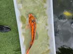 Koikarpers, Karper of Koi