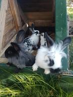 4 leuke konijnen, Meerdere dieren, Groot, 0 tot 2 jaar