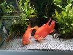 2x Grootte +/- 20 cm papegaai cichliden aangeboden, Dieren en Toebehoren, Vis