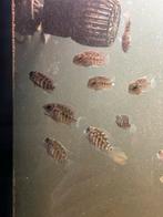 20x Hoplarchus psittacus, Vis