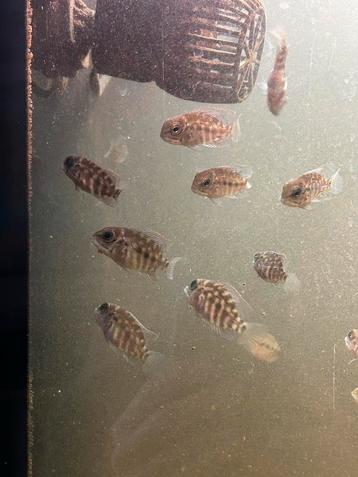 20x Hoplarchus psittacus beschikbaar voor biedingen