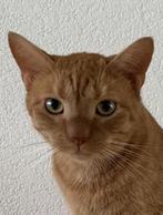 Free Lovely Cat -Gratis kat - 3yr - Mannetje - Gecastreerd, Dieren en Toebehoren, Katten en Kittens | Raskatten | Korthaar, Kater