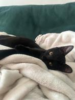 Lief poesje zoekt een nieuw thuis!, Dieren en Toebehoren, Katten en Kittens | Overige Katten, Poes, 0 tot 2 jaar