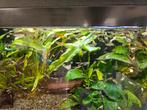 Jonge guppy's., Vis