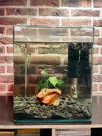 Aquarium Dennerle NanoCube 30L + toebehoren, Dieren en Toebehoren, Vissen | Aquaria en Toebehoren, Ophalen, Gebruikt, Gevuld zoetwateraquarium