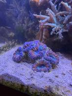 Lobophyllia steenkoraal lps koraal, Overige typen